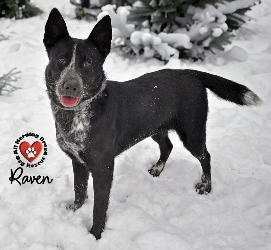 Enlarge Raven, an adoption pending mixed breed in Joliet, IL image 3/4