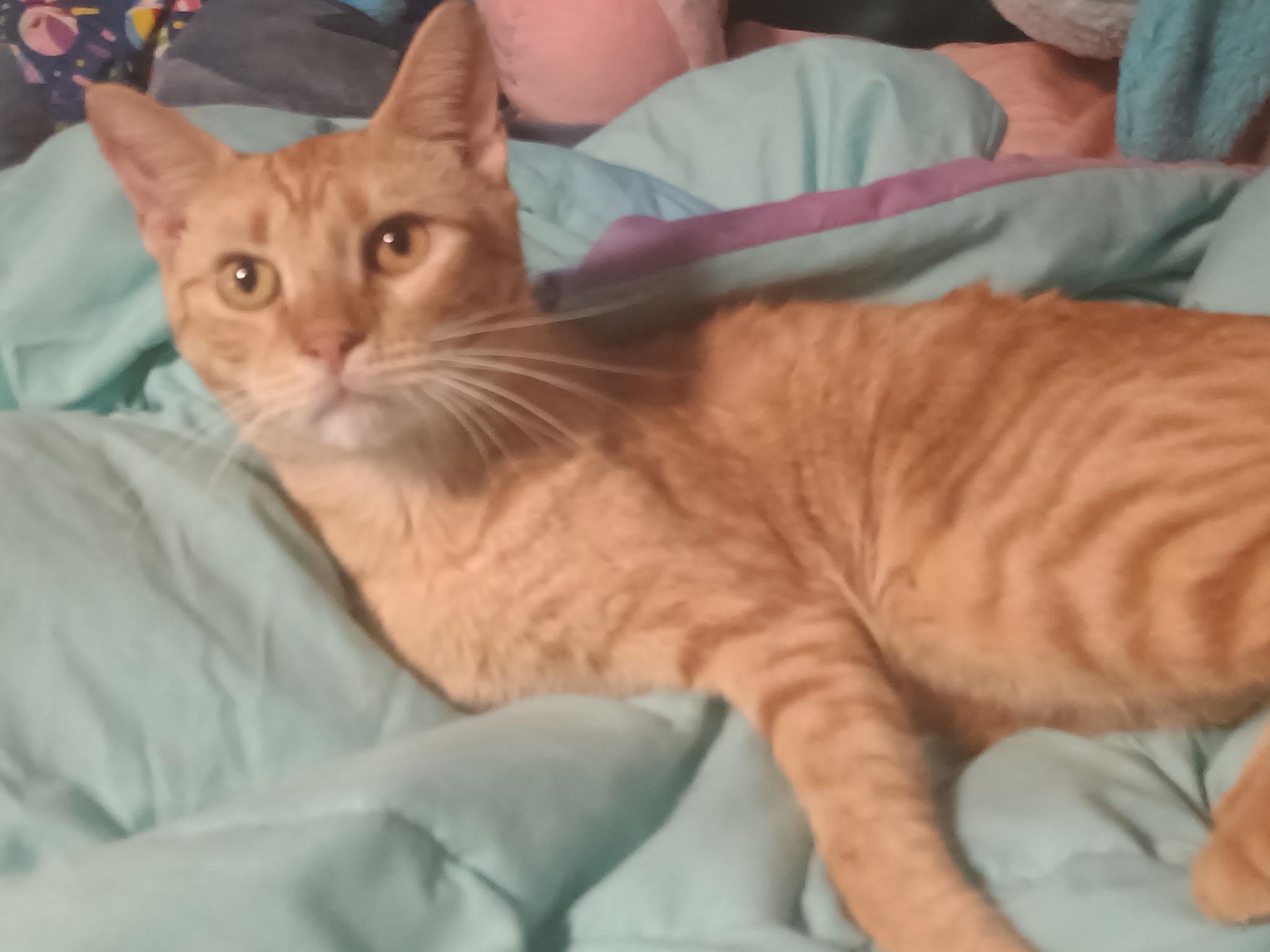 Enlarge Cinnamon, a Adoptable Domestic Short Hair in Mount Pleasant, TX image 1/1