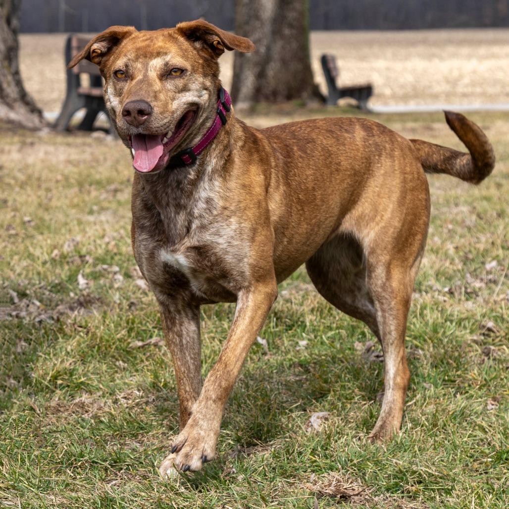 Sheena, Adoptable, Adult Female Mixed Breed.