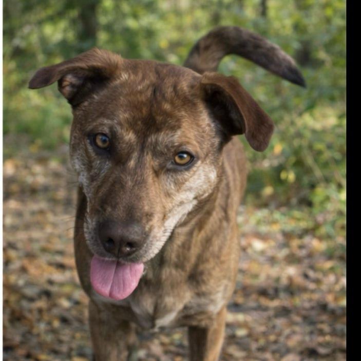 Enlarge Sheena, a Adoptable Mixed Breed in Troy, IL image 2/4
