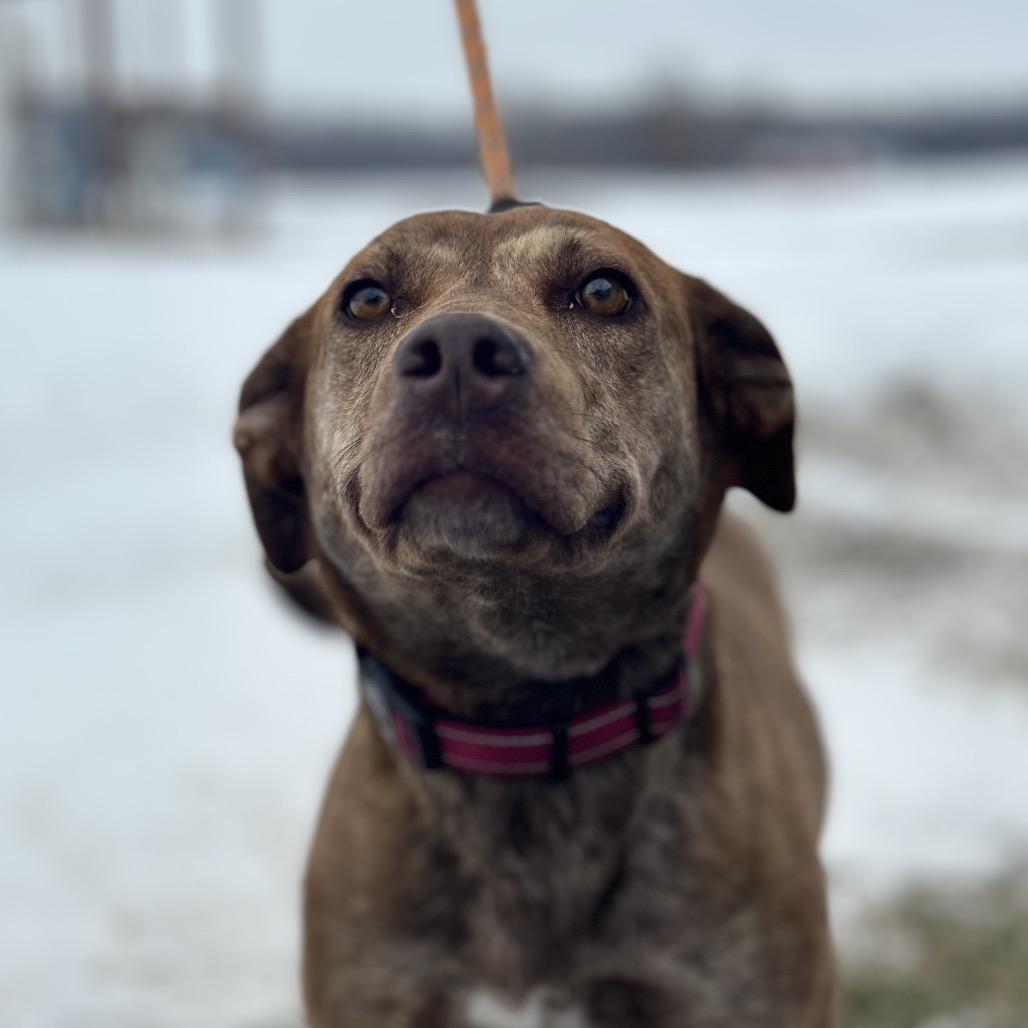 Enlarge Sheena, a Adoptable Mixed Breed in Troy, IL image 3/4
