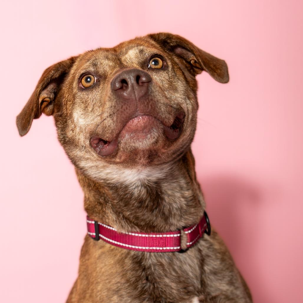 Enlarge Sheena, a Adoptable Mixed Breed in Troy, IL image 4/4