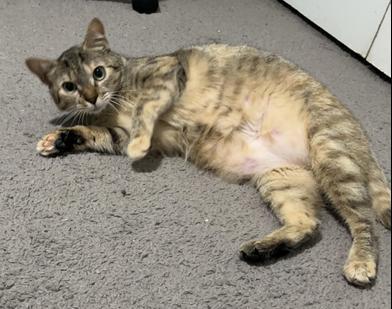 Enlarge Lindale, a Adoptable mixed breed in COLORADO SPRINGS, CO image 5/6