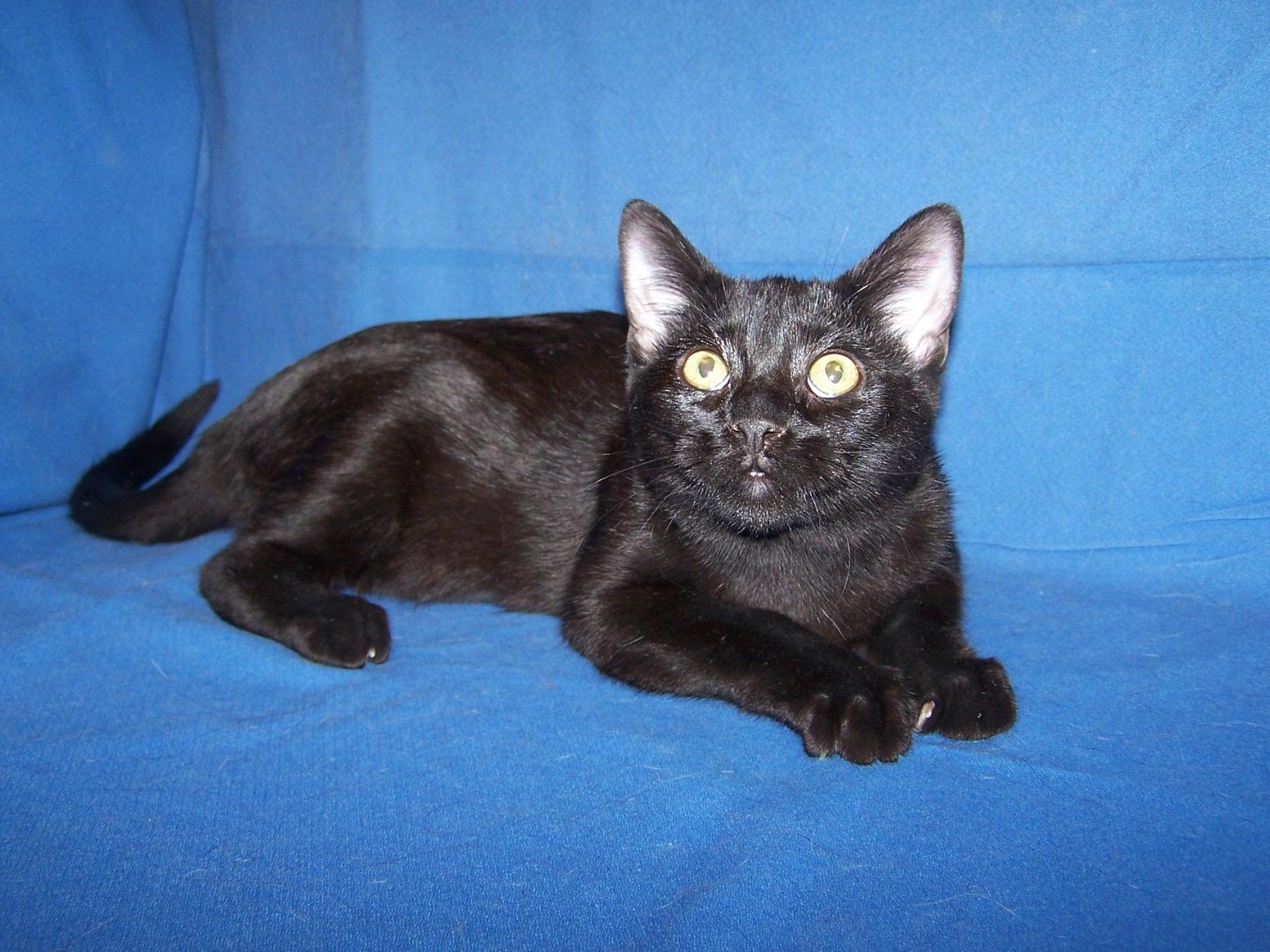 Enlarge K-EPV-1 - Star, a Adopted mixed breed in Colorado Springs, CO image 1/2