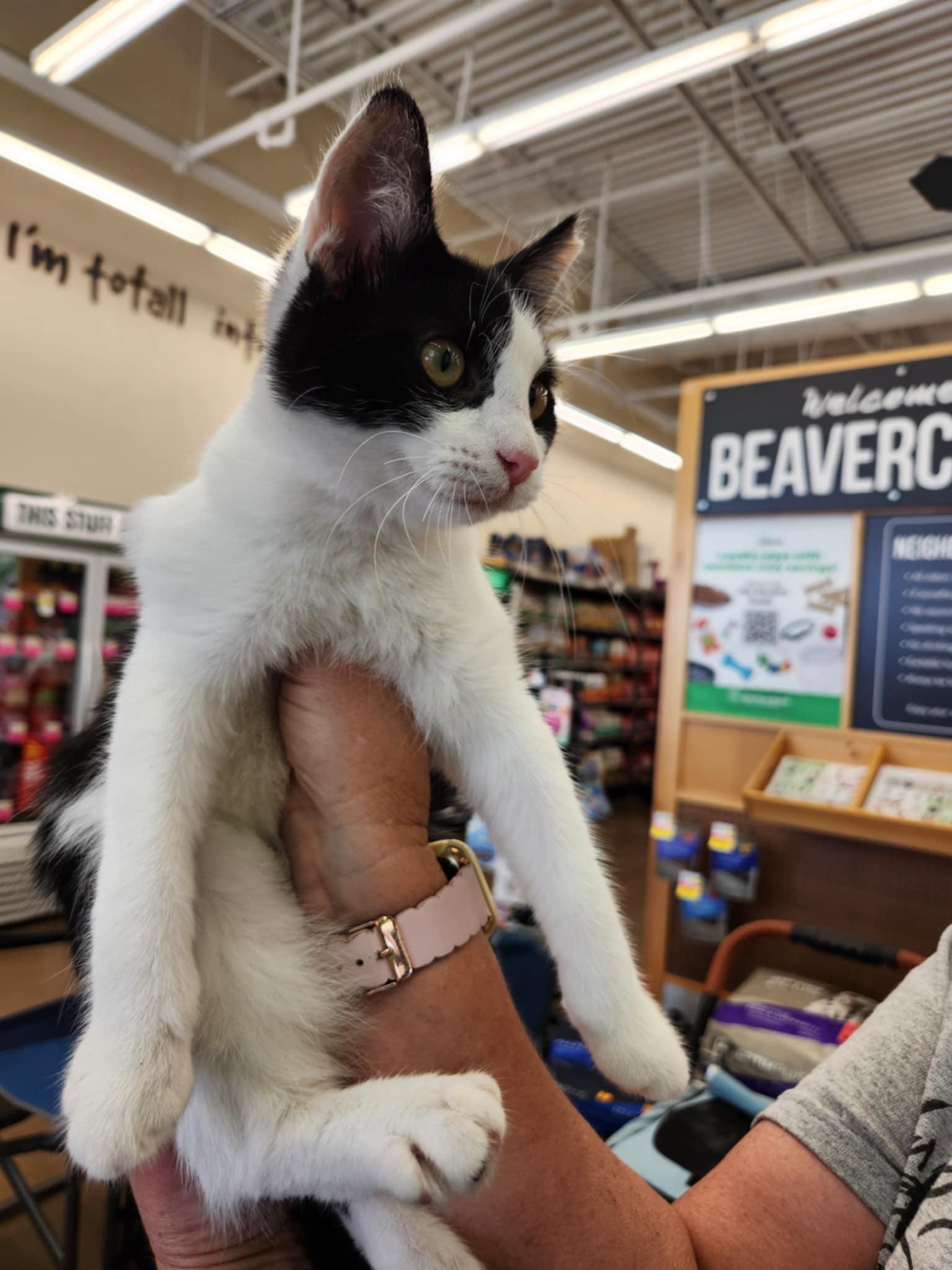 Zula, a Adoptable Domestic Short Hair in Fairborn, OH image 4/6