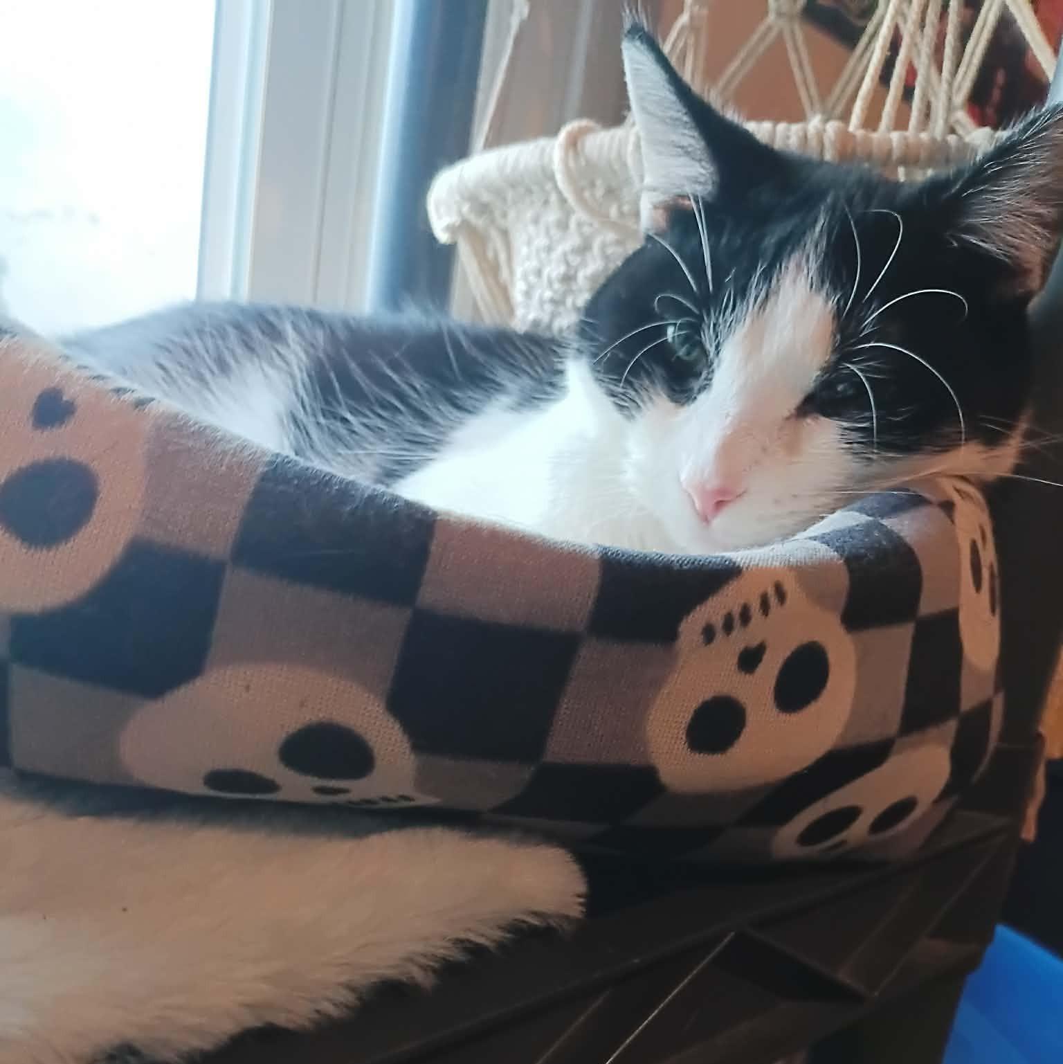 Enlarge Zula, a Adoptable Domestic Short Hair in Fairborn, OH image 5/6