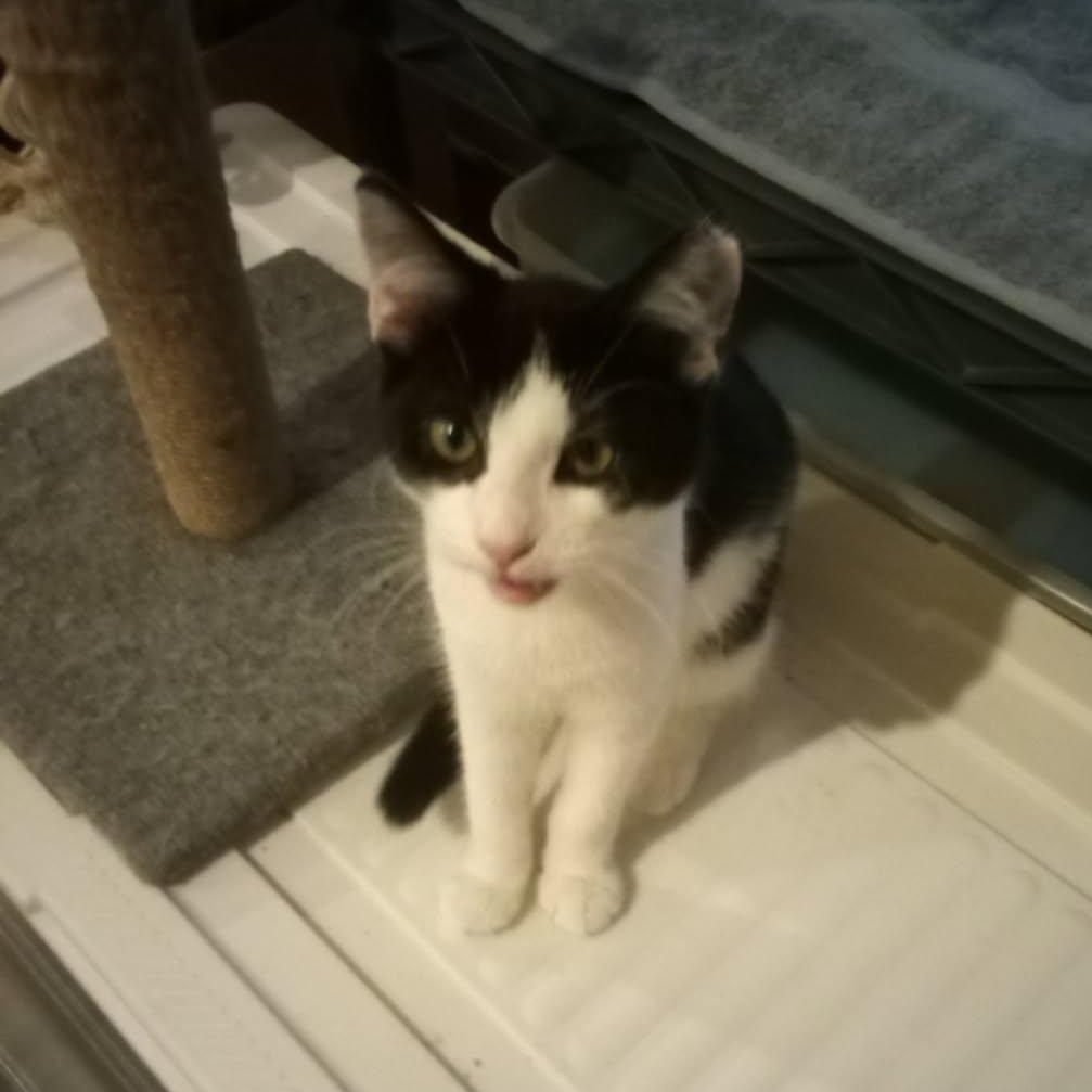 Zula, a Adoptable Domestic Short Hair in Fairborn, OH image 5/6