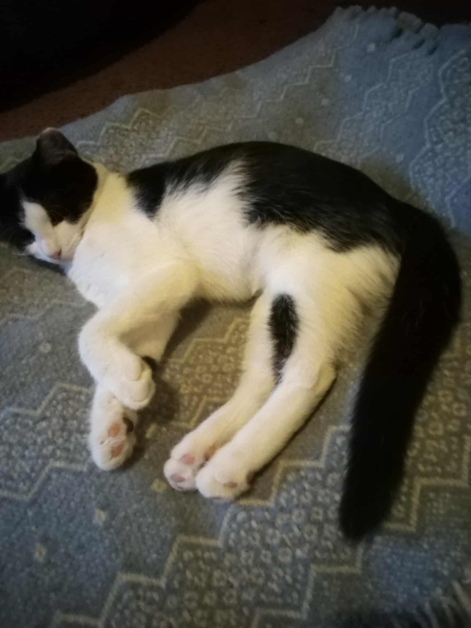 Zula