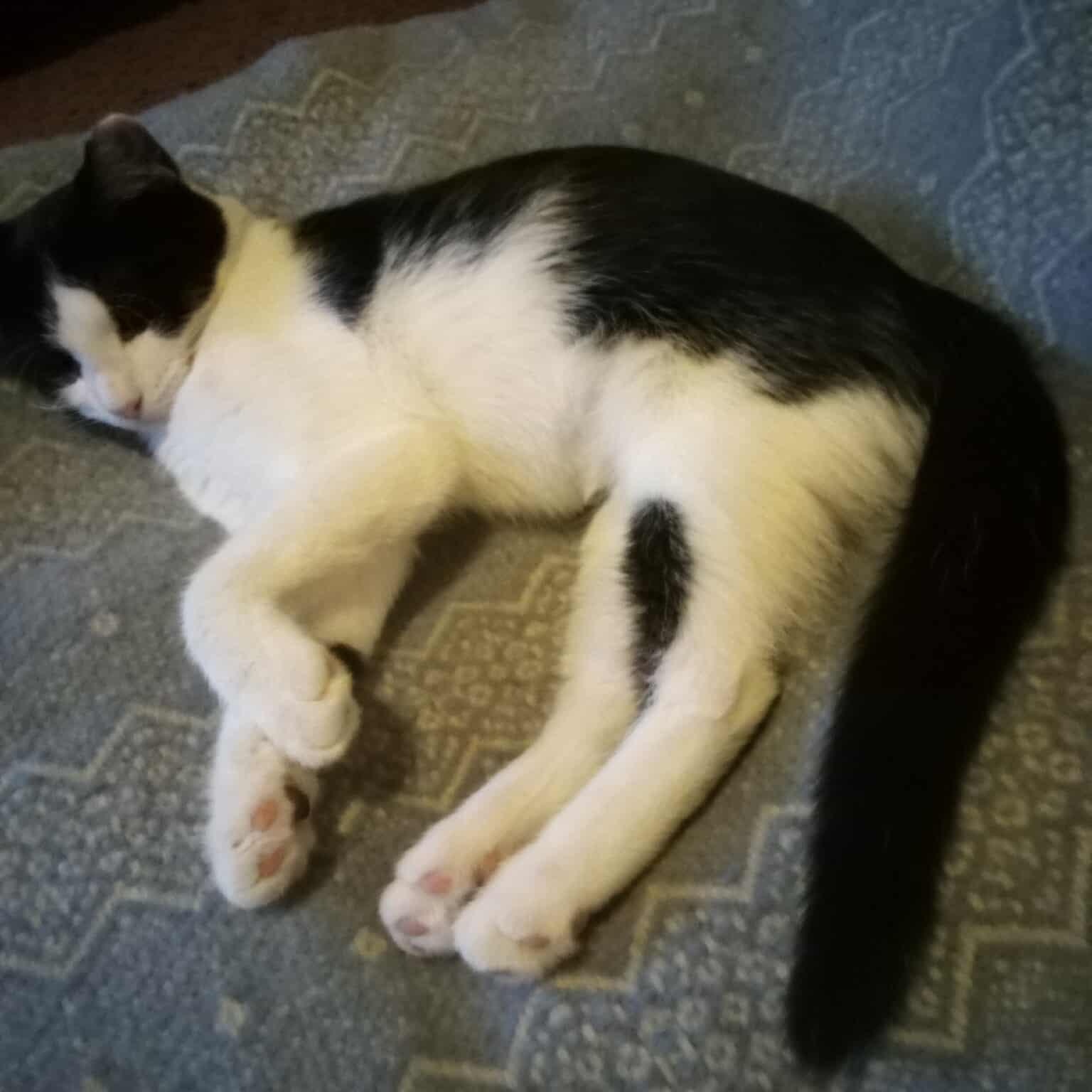 Zula, a Adoptable Domestic Short Hair in Fairborn, OH image 2/6