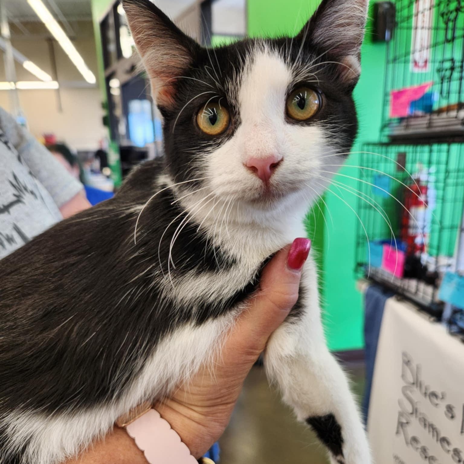 Zula, a Adoptable Domestic Short Hair in Fairborn, OH image 3/6