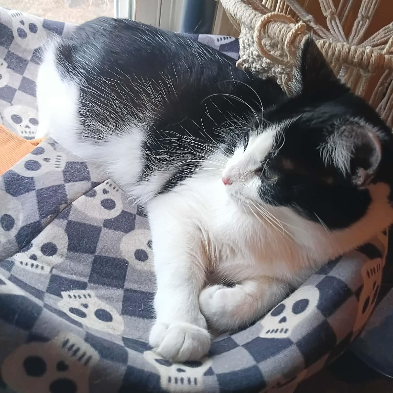 Zula, Adoptable, Kitten Female Domestic Short Hair.