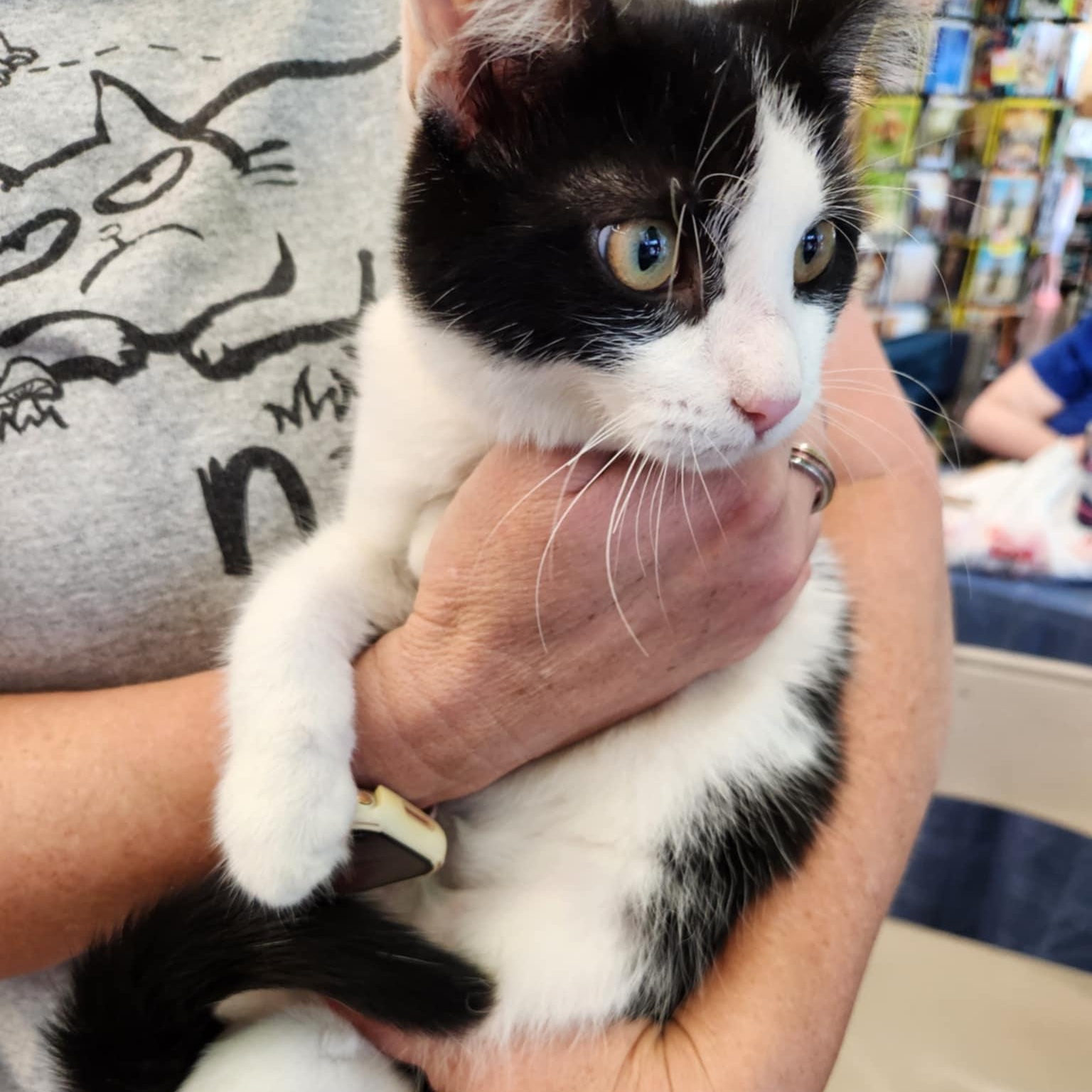 Zula, a Adoptable Domestic Short Hair in Fairborn, OH image 6/6