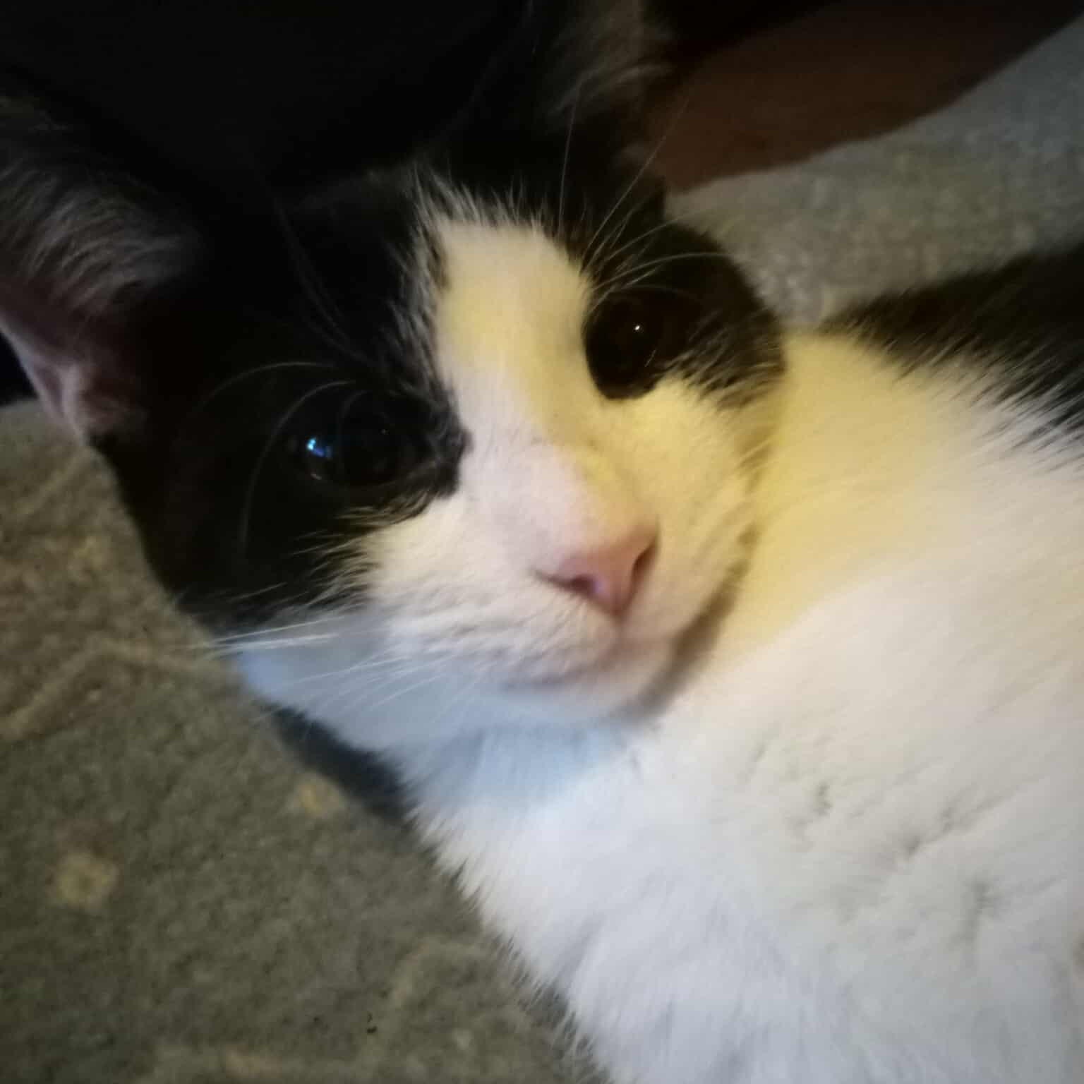 Zula, Adoptable, Kitten Female Domestic Short Hair.