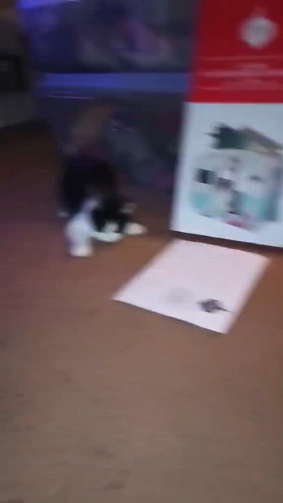 Enlarge Zula, a Adoptable Domestic Short Hair in Fairborn, OH video 6/6