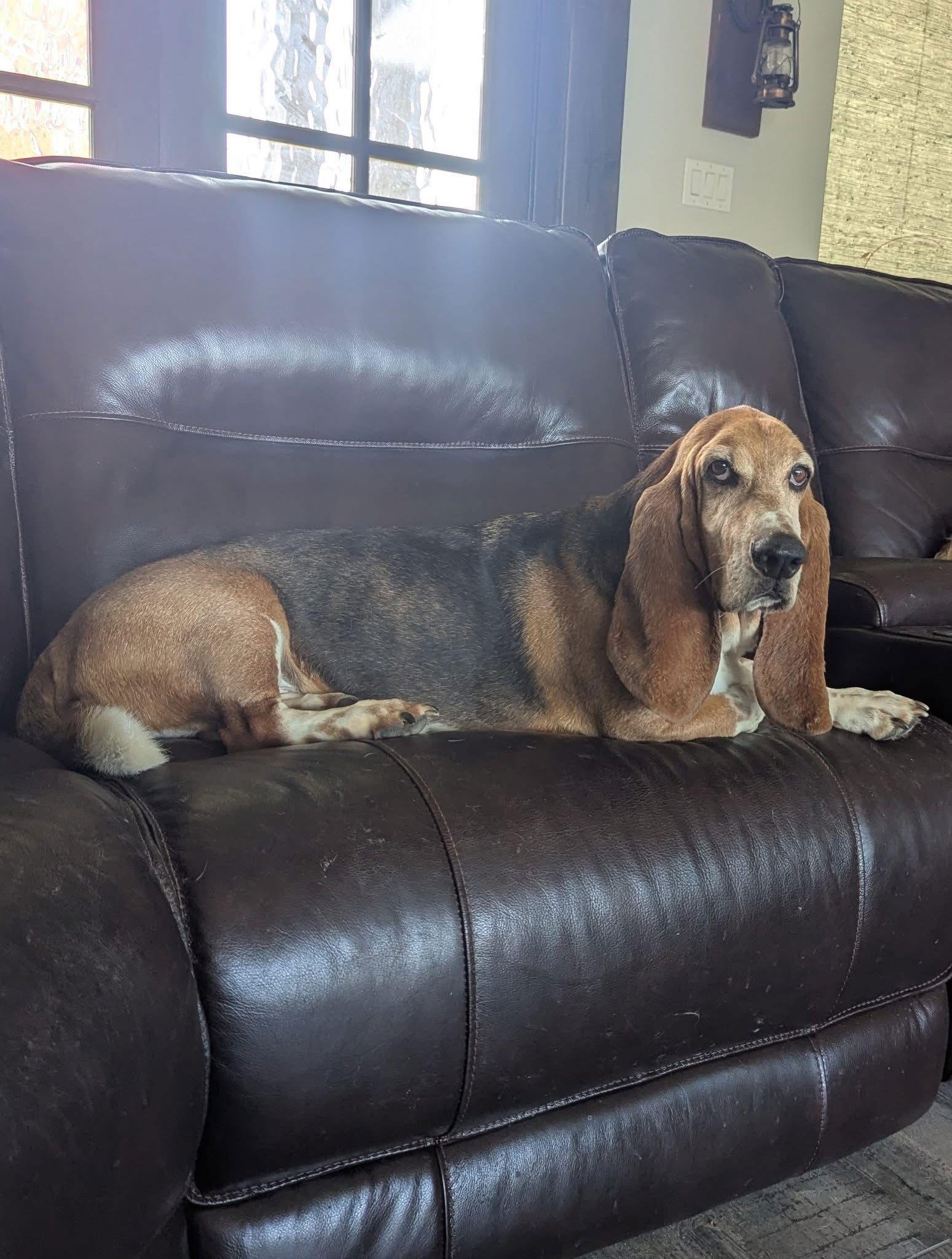 Enlarge Petey, a Adoptable Basset Hound in Grapevine, TX image 2/3