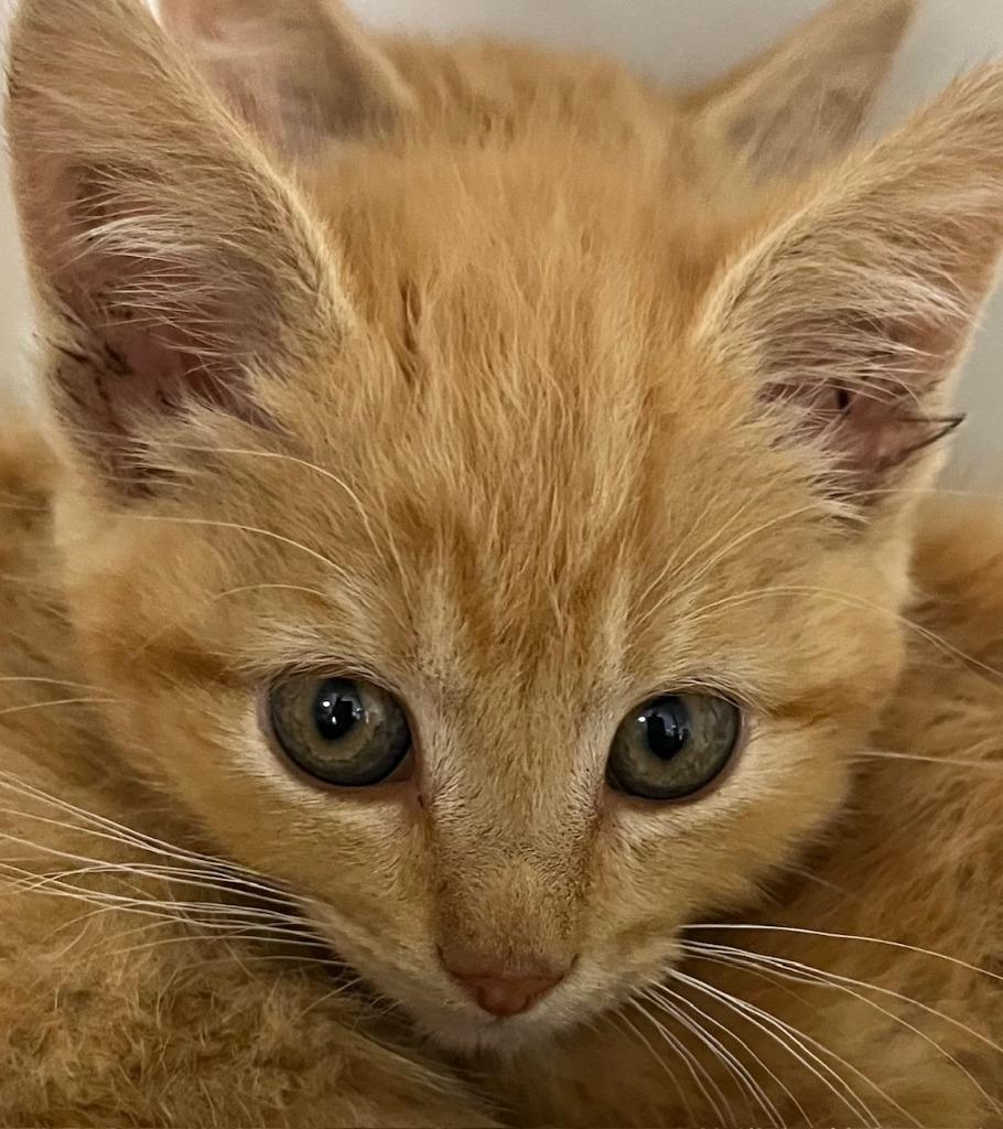 Enlarge Apricot, a ADOPTABLE Domestic Short Hair in Webster City, IA image 1/1