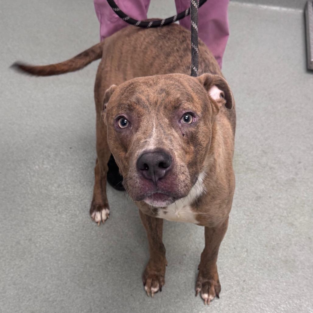 Kenyan, Adoptable, Adult Male Mountain Cur & Terrier.