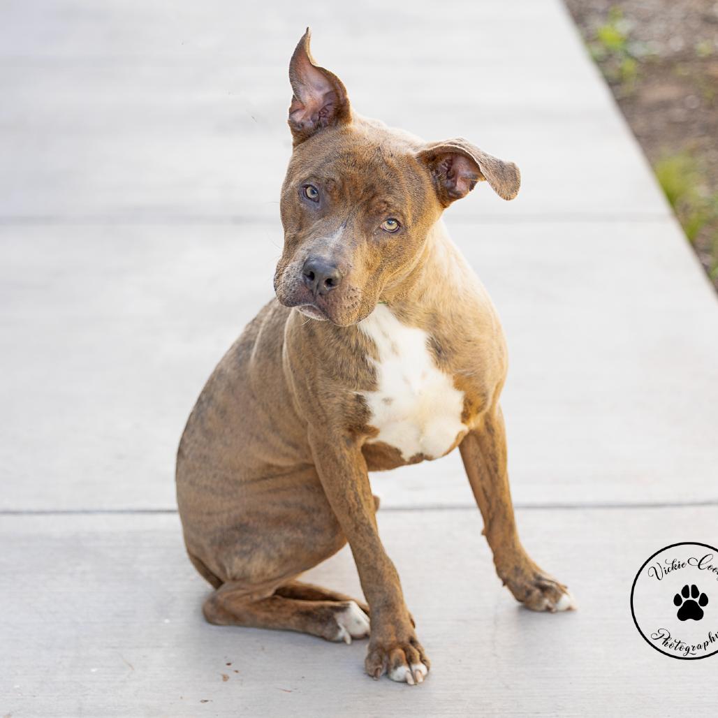 Enlarge Kenyan, a Adoptable mixed breed in Abilene, TX image 2/4