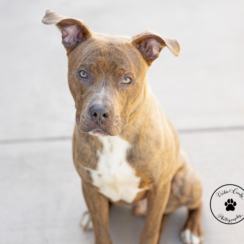 Enlarge Kenyan, a Adoptable mixed breed in Abilene, TX image 3/4