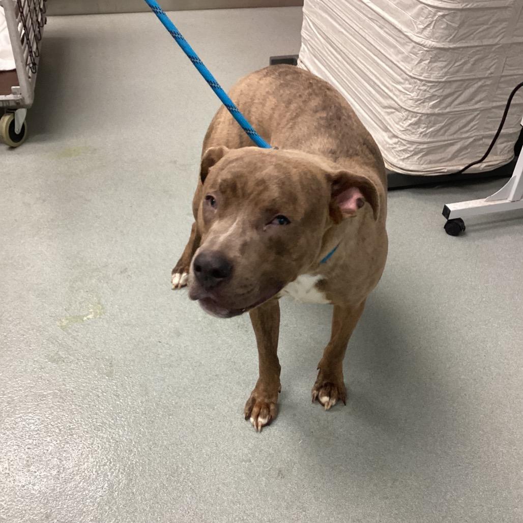 Enlarge Kenyan, a Adoptable mixed breed in Abilene, TX image 4/4