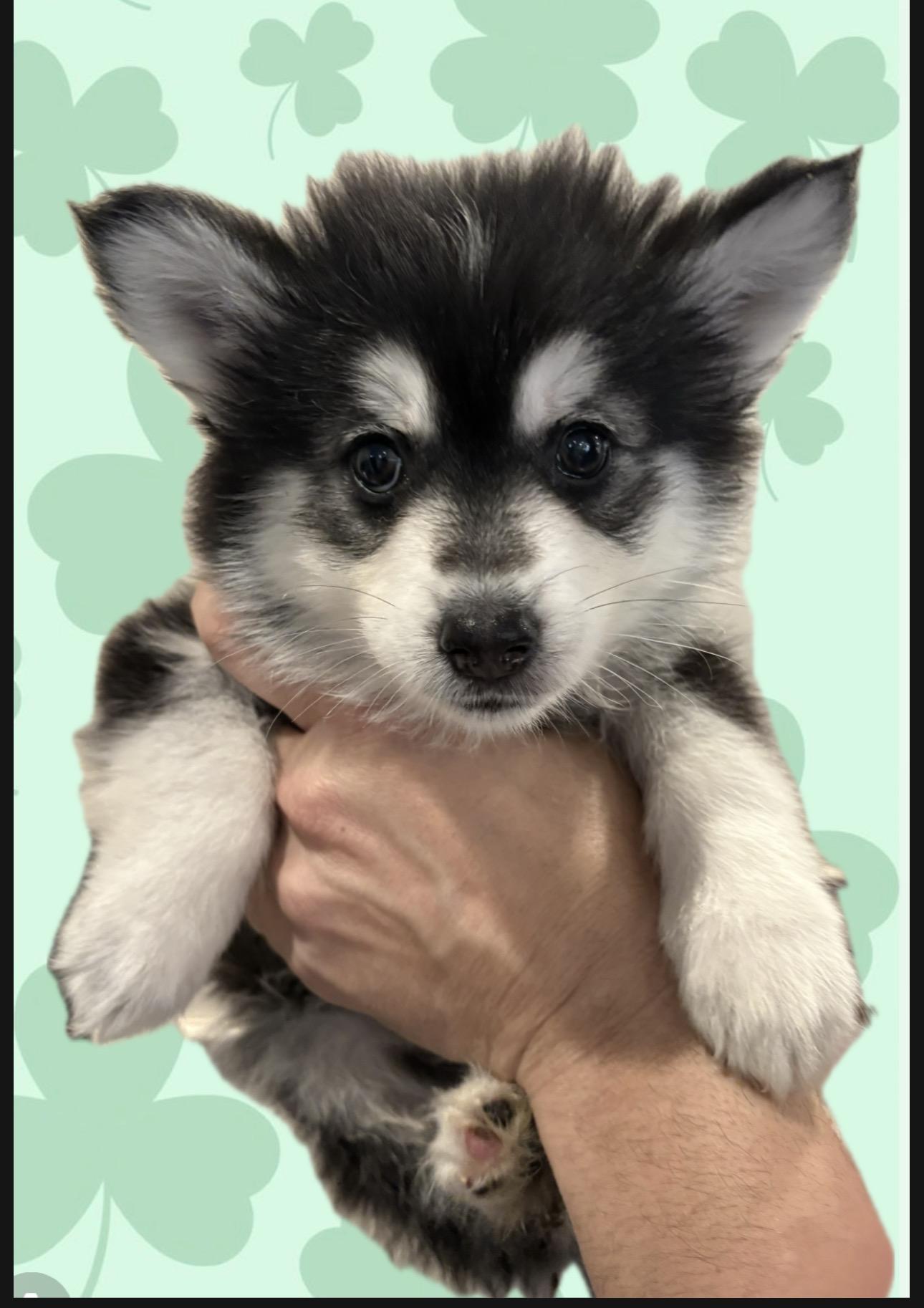 Enlarge Reeces, an adopted Pomsky in Wayne , NJ image 3/3