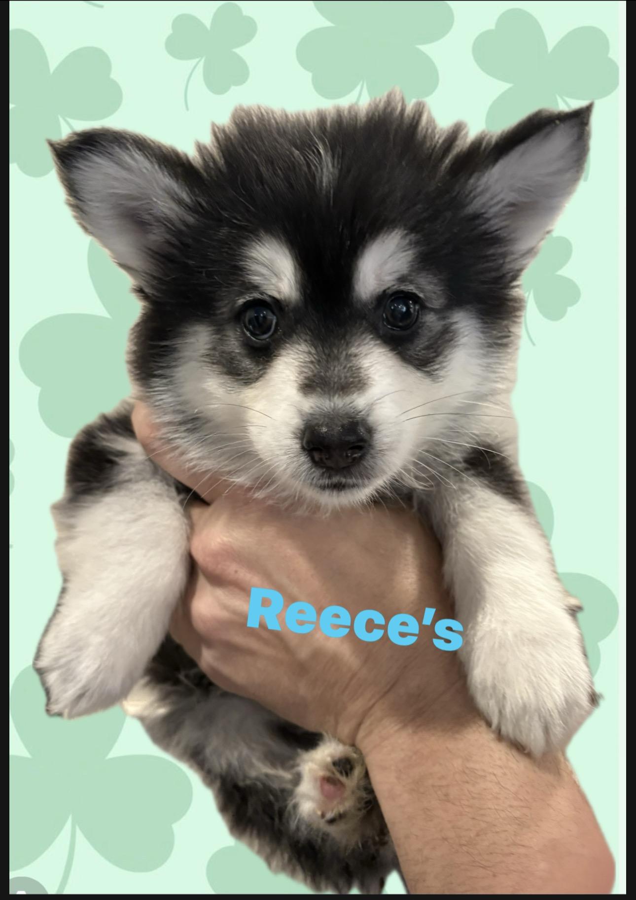 Enlarge Reeces, an adopted Pomsky in Wayne , NJ image 2/3