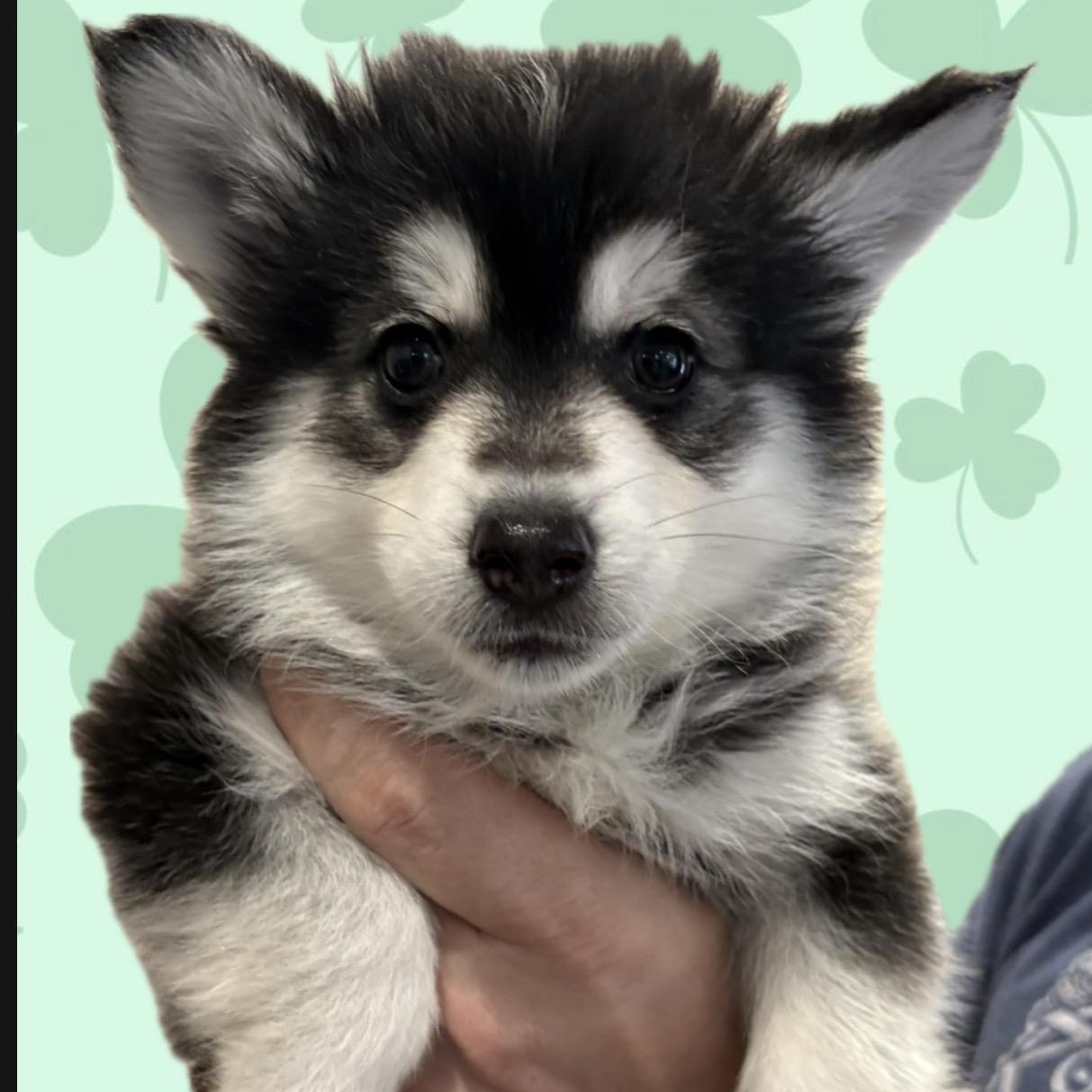 Enlarge Reeces, an adopted Pomsky in Wayne , NJ image 1/3