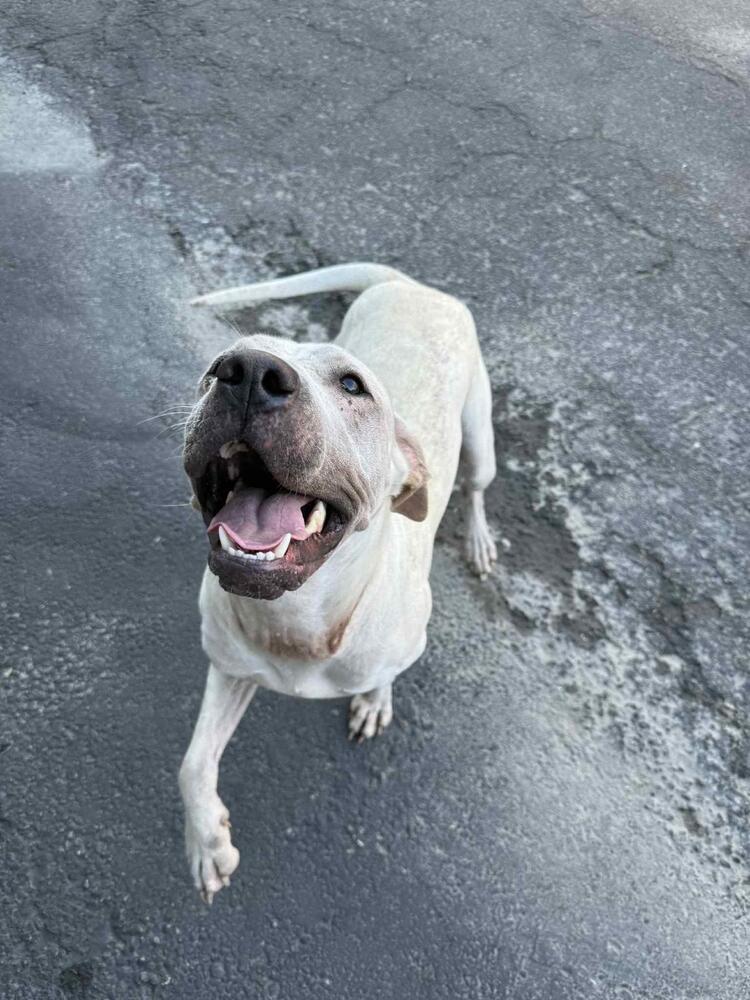 Dee Dee, Adoptable, Adult Female American Bully & Mixed Breed.