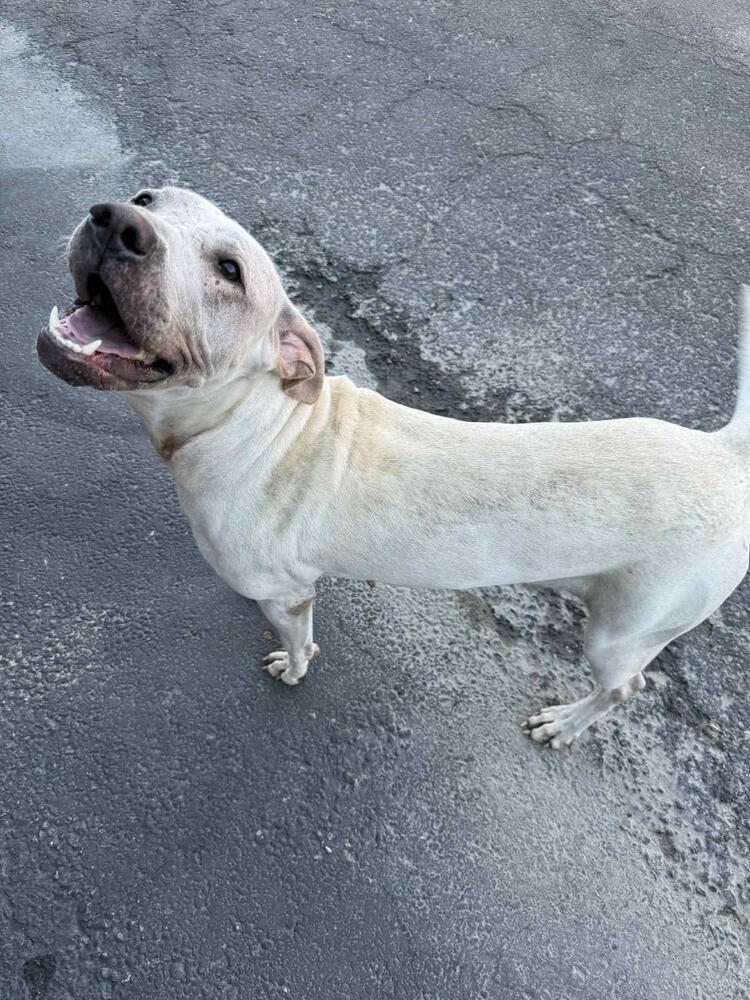 Enlarge Dee Dee, a Adoptable mixed breed in Calgary, AB image 2/5