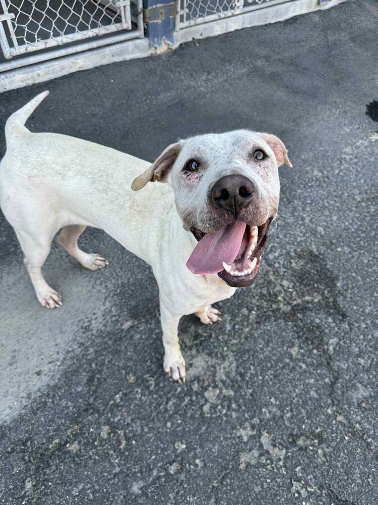 Enlarge Dee Dee, a Adoptable mixed breed in Calgary, AB image 3/5