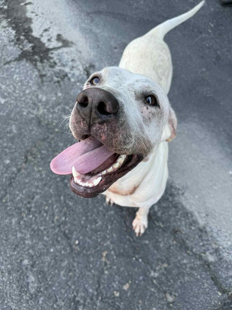 Enlarge Dee Dee, a Adoptable mixed breed in Calgary, AB image 4/5