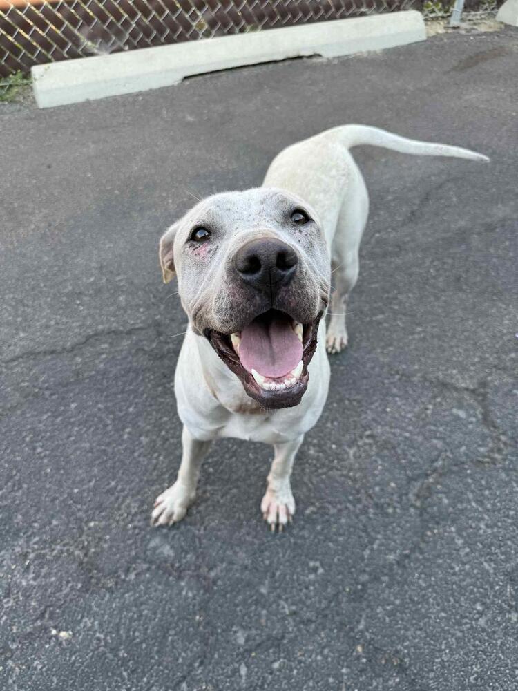 Enlarge Dee Dee, a Adoptable mixed breed in Calgary, AB image 5/5