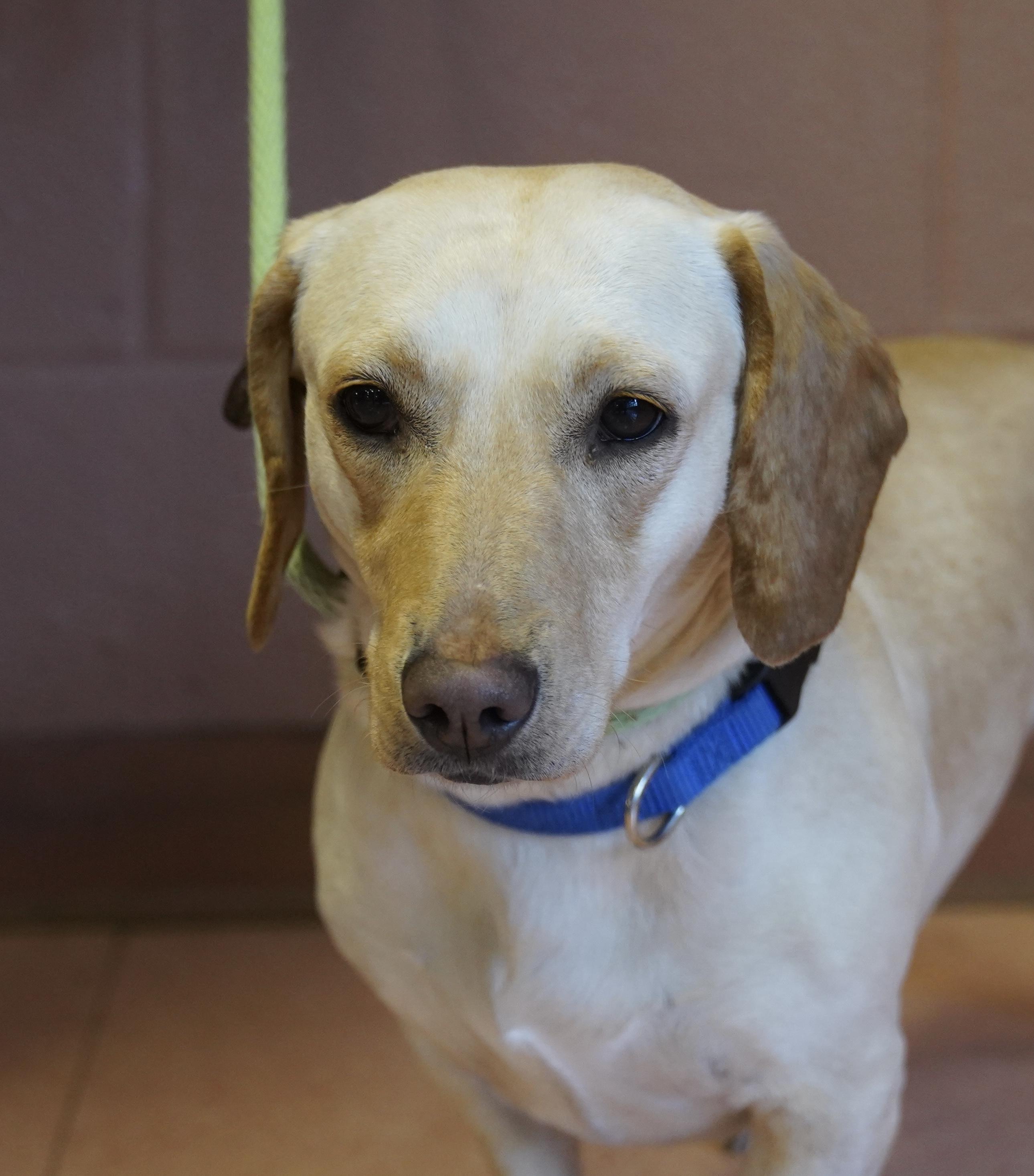 Enlarge Cookie , a ADOPTABLE Dachshund in Pottsville, PA image 3/5