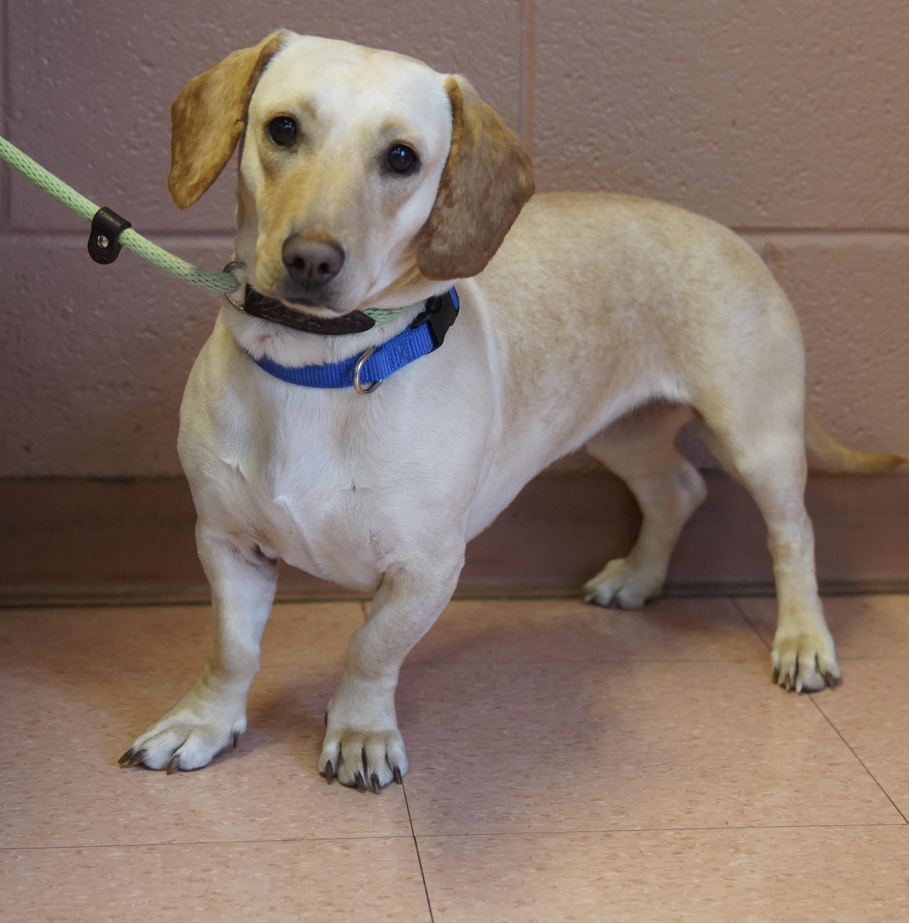 Enlarge Cookie , a ADOPTABLE Dachshund in Pottsville, PA image 5/5