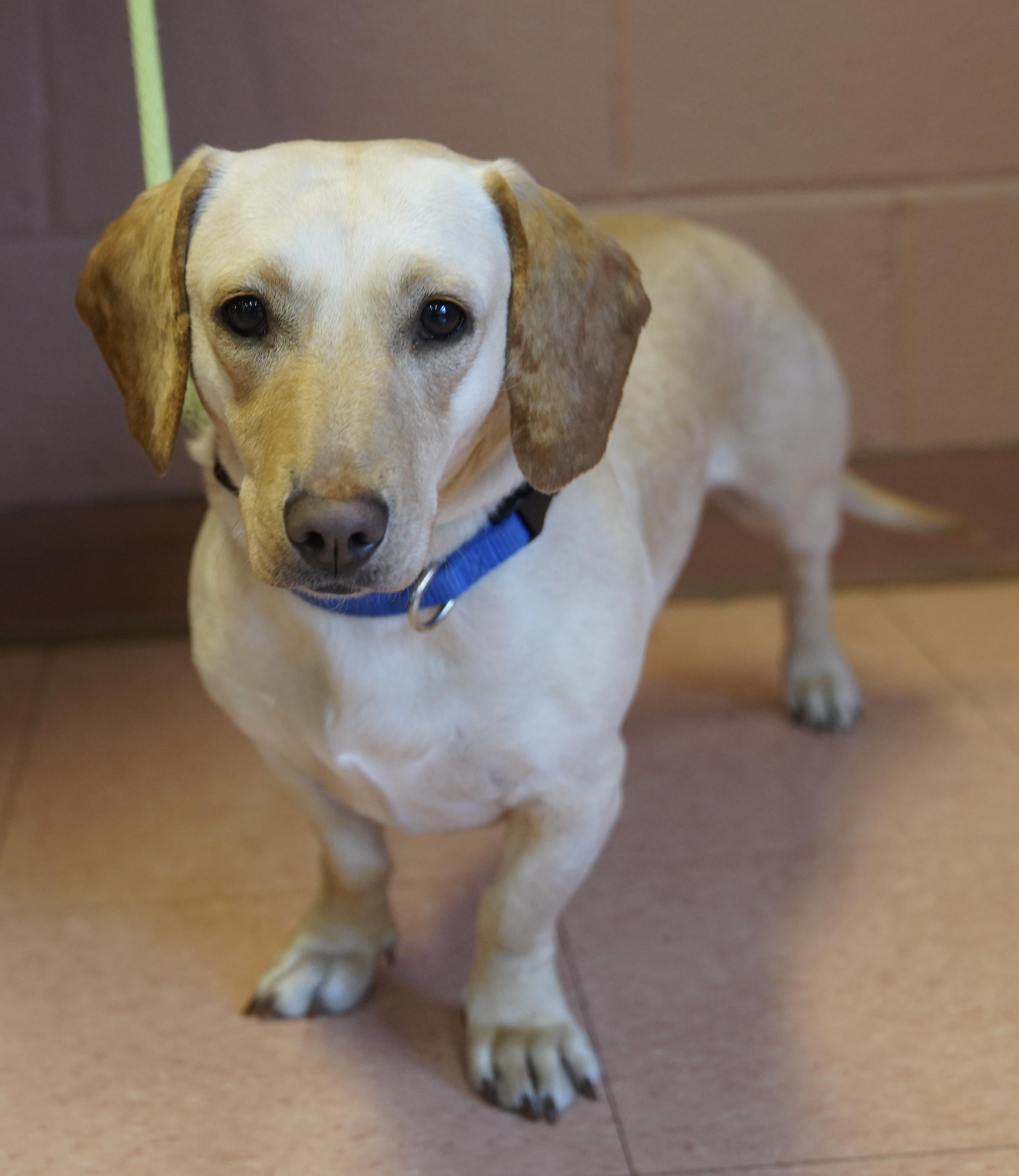 Enlarge Cookie , a ADOPTABLE Dachshund in Pottsville, PA image 1/5