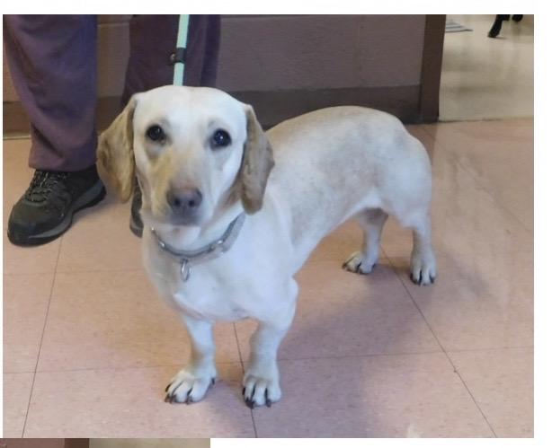 Cookie , a ADOPTABLE Dachshund in Pottsville, PA image 1/3