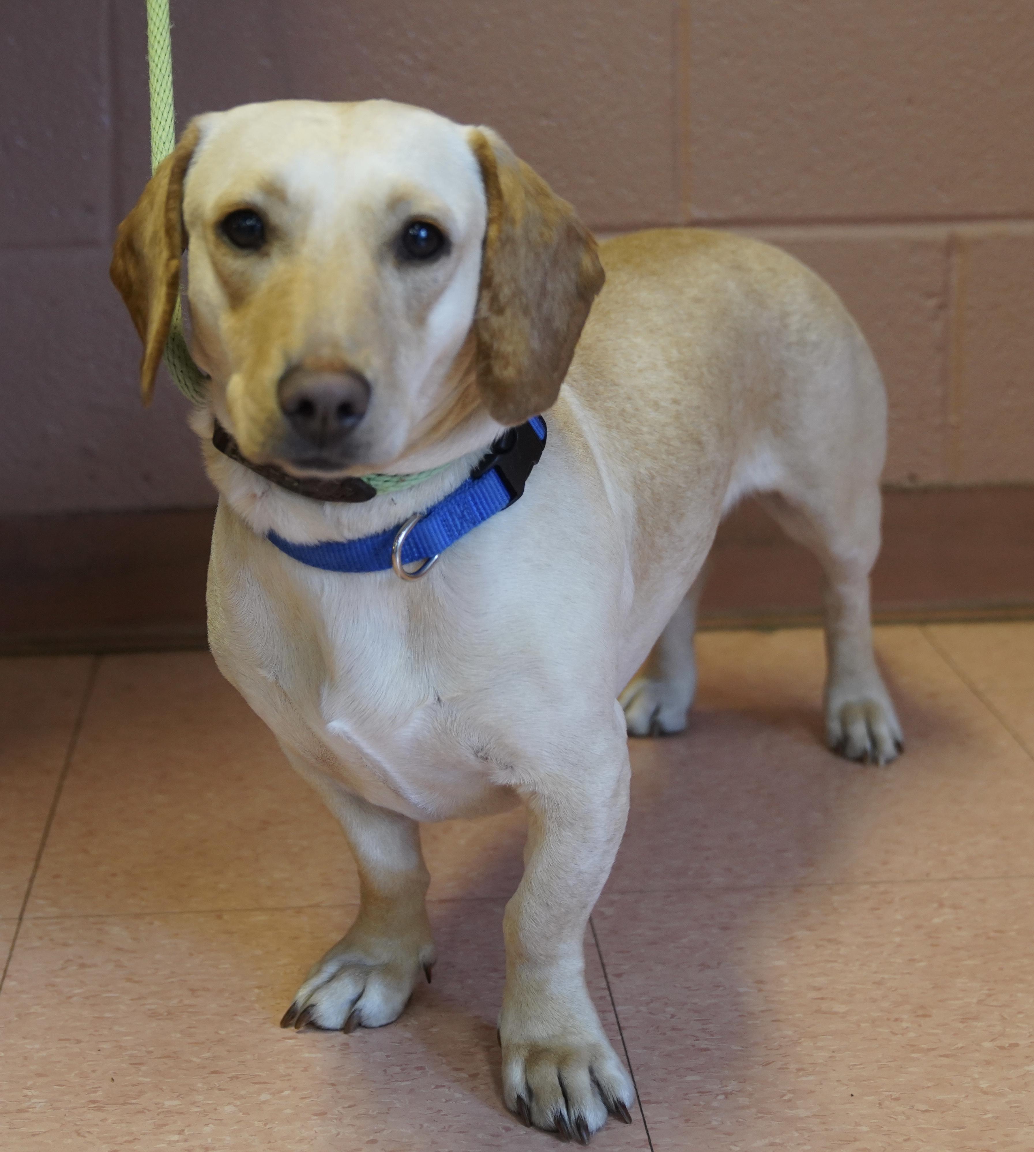 Enlarge Cookie , a ADOPTABLE Dachshund in Pottsville, PA image 4/5