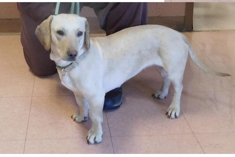 Cookie , a ADOPTABLE Dachshund in Pottsville, PA image 3/3