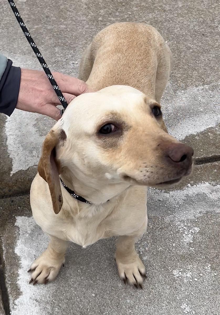 Cookie , a ADOPTABLE Dachshund in Pottsville, PA image 2/3