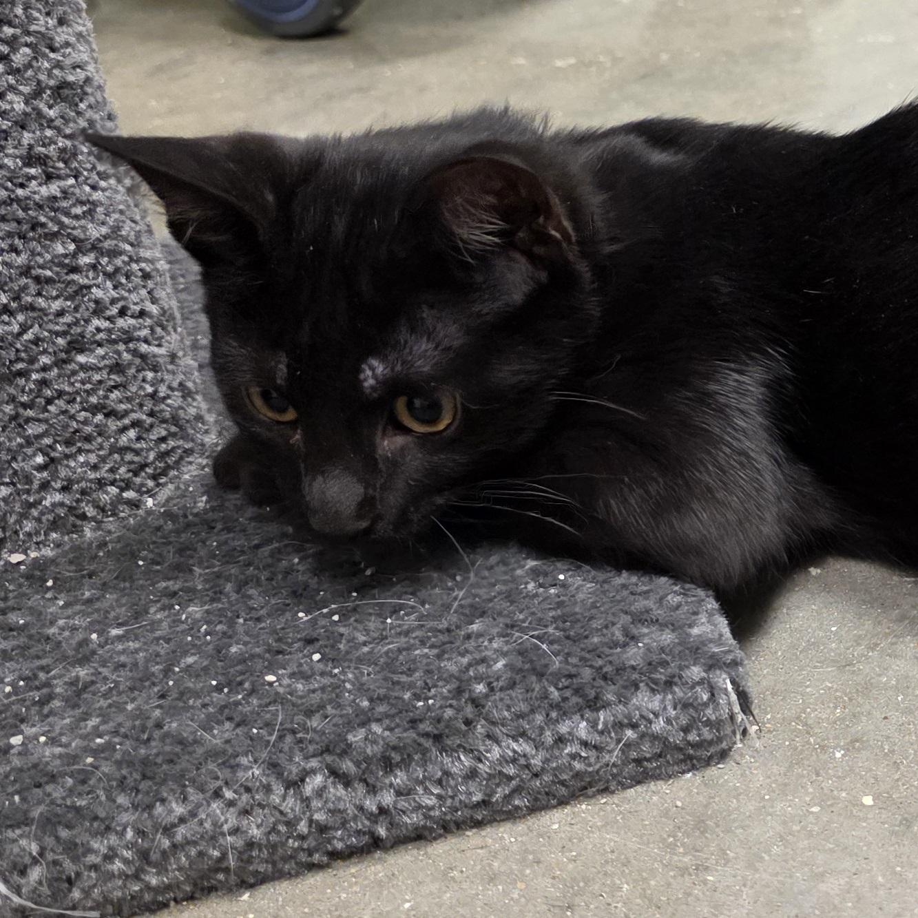 Linton, an adopted Domestic Short Hair in Newport, RI image 5/6