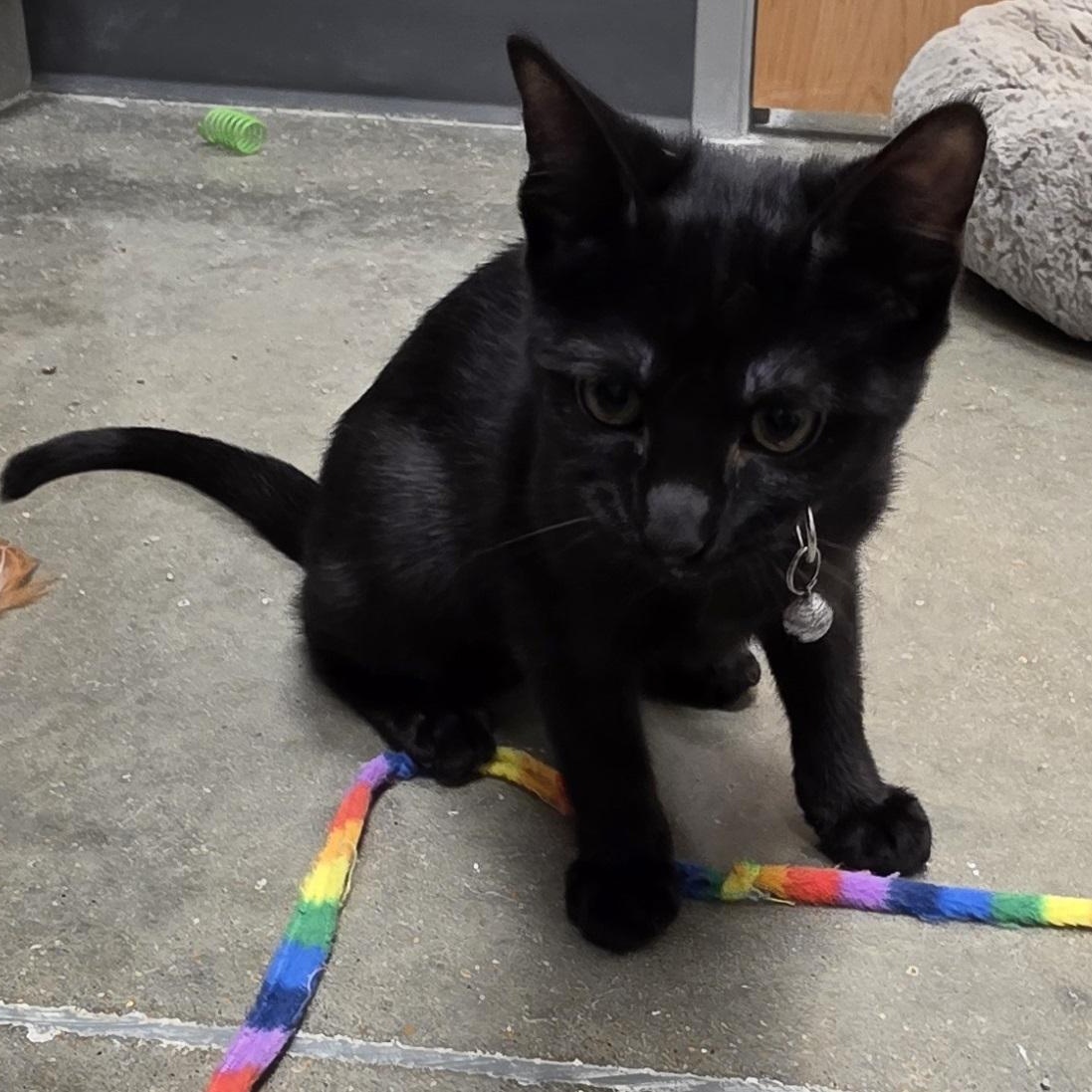 Linton, an adopted Domestic Short Hair in Newport, RI image 2/6