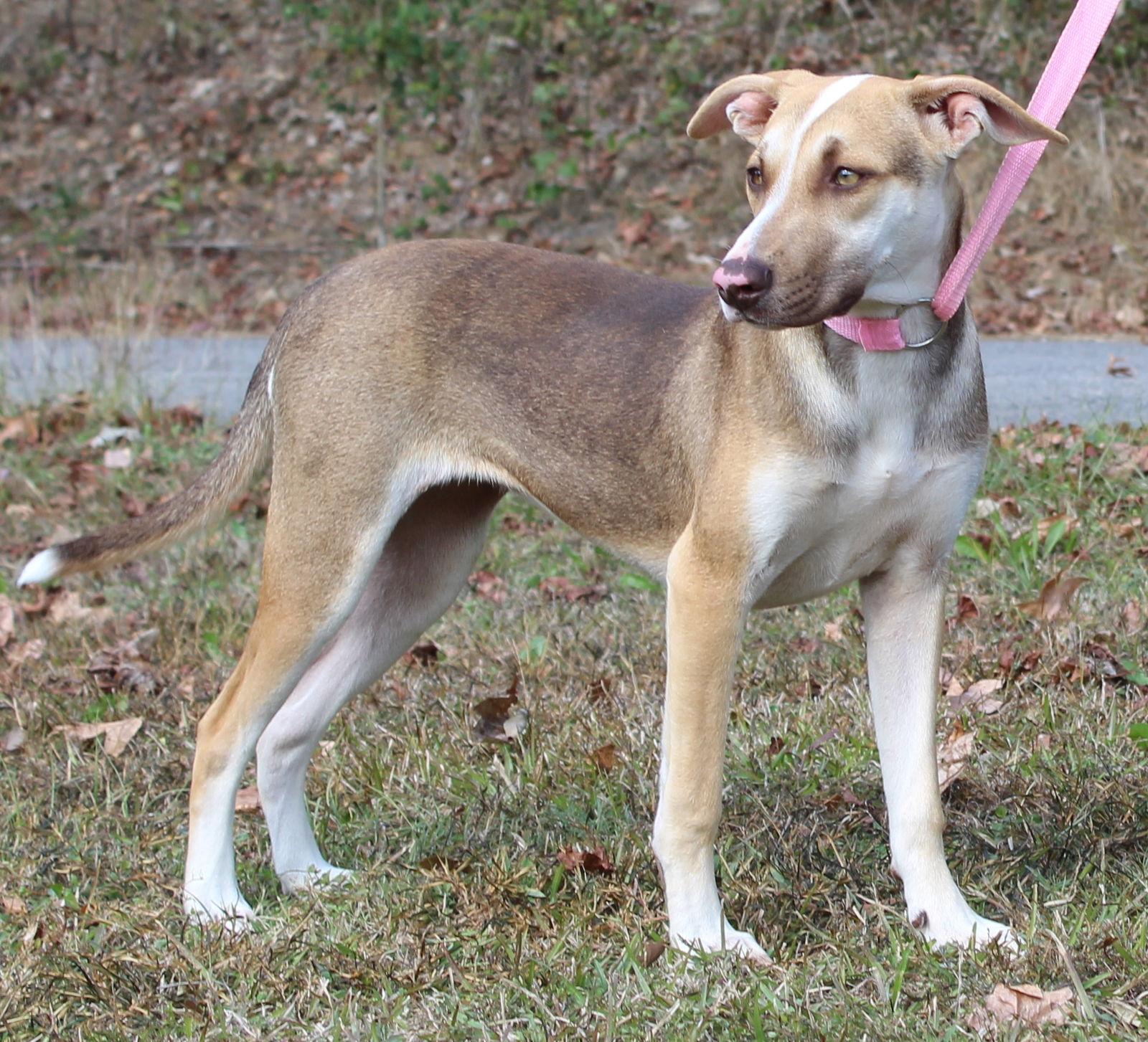 Enlarge Dalilah 42803, a Adopted mixed breed in Prattville, AL image 2/2