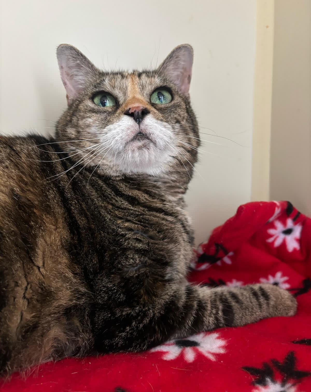 Enlarge Tiny @ Fat Cat Books, a Adoptable Domestic Short Hair in Tallahassee, FL image 1/1