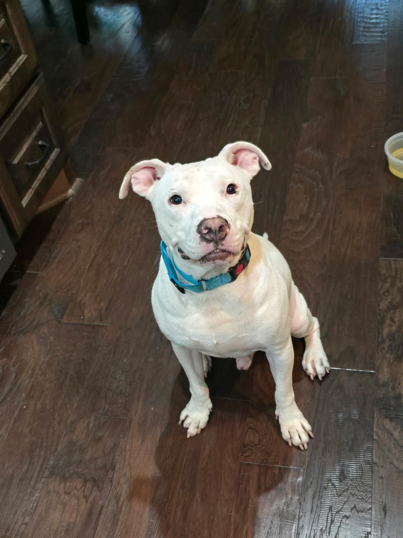 Tobey (obedient, intelligent, friendly, walks great on a leash)