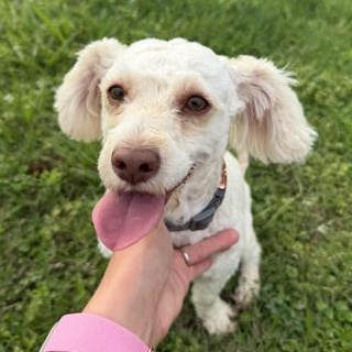 Enlarge Daesy Mae, an adopted mixed breed in Boise, ID image 3/6