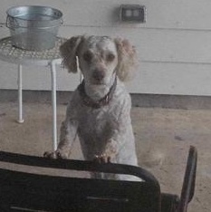 Enlarge Daesy Mae, an adopted mixed breed in Boise, ID image 5/6