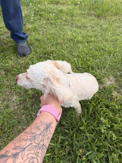 Enlarge Daesy Mae, an adopted mixed breed in Boise, ID image 6/6