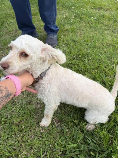 Enlarge Daesy Mae, an adopted mixed breed in Boise, ID image 2/6