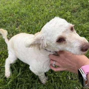 Enlarge Daesy Mae, an adopted mixed breed in Boise, ID image 1/6