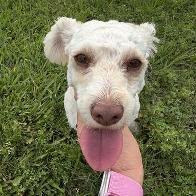 Enlarge Daesy Mae, an adopted mixed breed in Boise, ID image 4/6